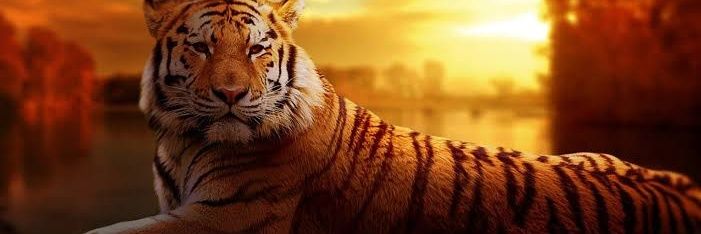 chtcyln's profile banner image