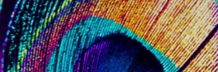 emwidders's profile banner image