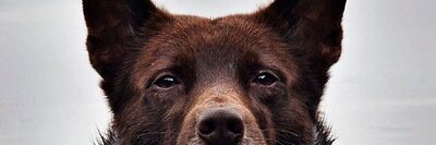DogofInstagram's profile banner image