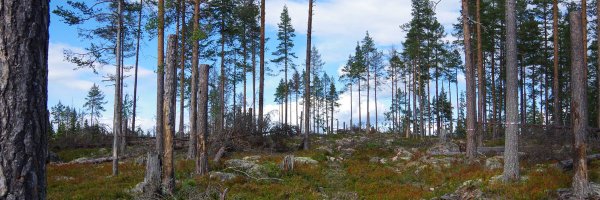 Skogforsk Profile Banner