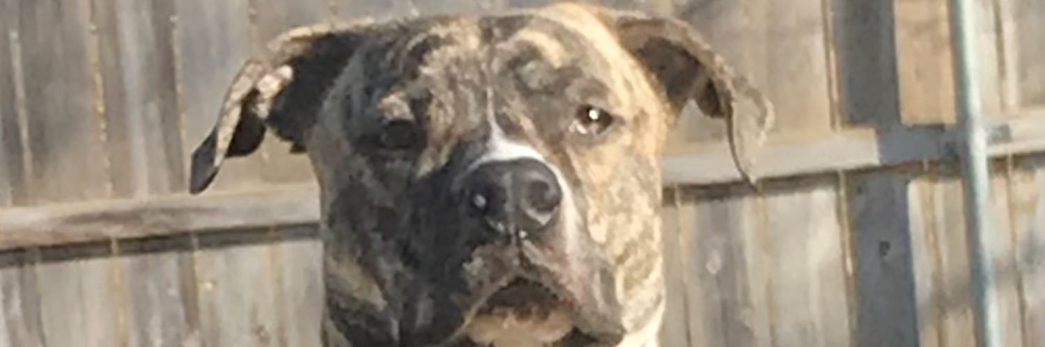 freebearded1's profile banner image