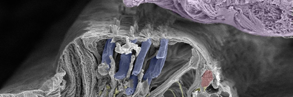 رضا الرميح banner