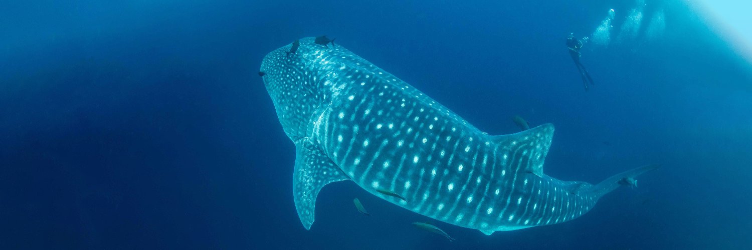 AlexandraMWatts banner