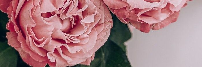 TamagoIsLove's profile banner image
