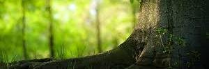 iveta_humulus's profile banner image