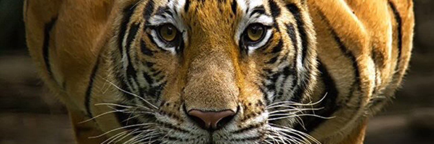 gunnarflygt's profile banner image