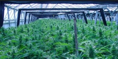 MarijuanaFarmers banner