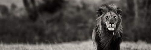 gomesdrt's profile banner image