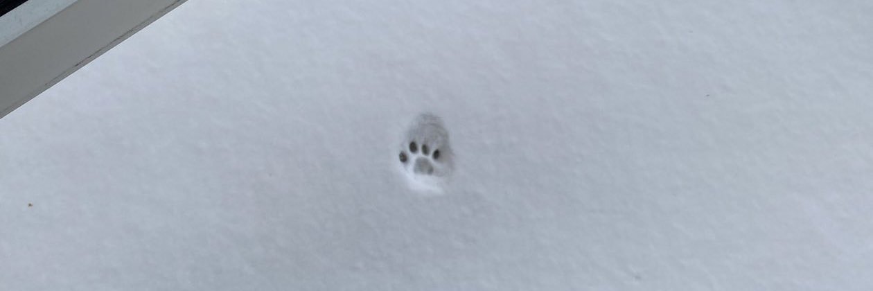 crunchycatso's profile banner image