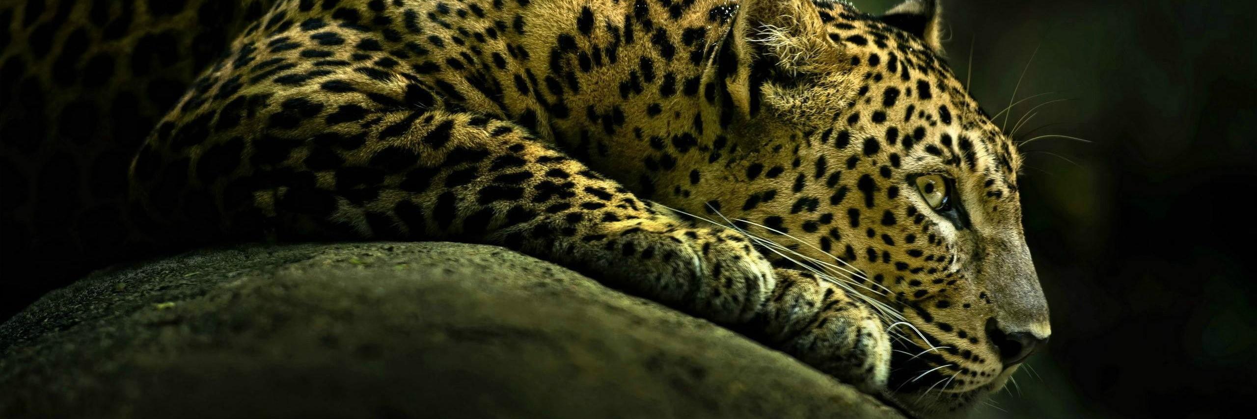 albampp's profile banner image