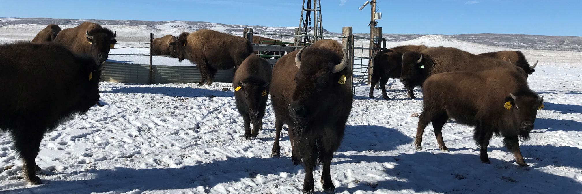 Stephanie Daniel banner