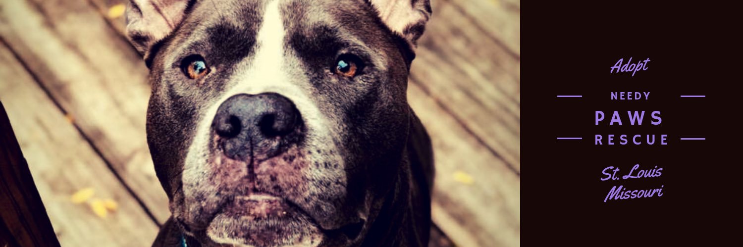 Needy Paws Rescue banner