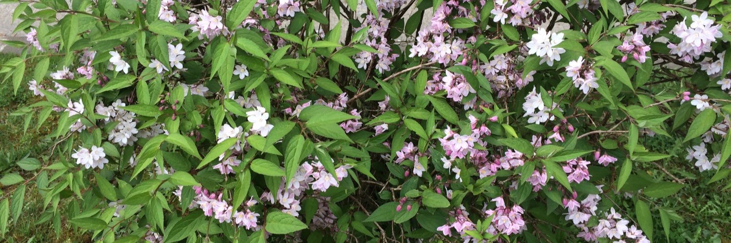 lorena herrera banner