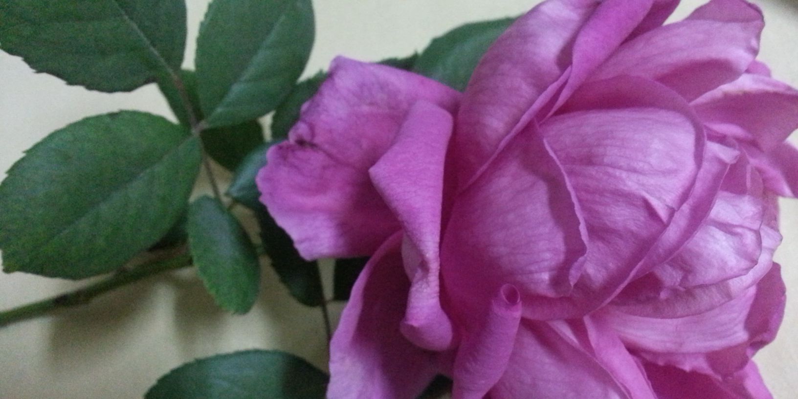 Msnmosawi's profile banner image