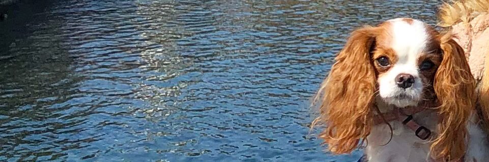 RealDogFlutie's profile banner image