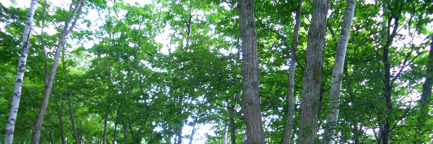 tomyflute's profile banner image