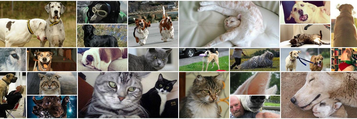 petfriendsTR's profile banner image