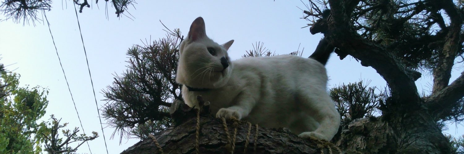 miro2918's profile banner image