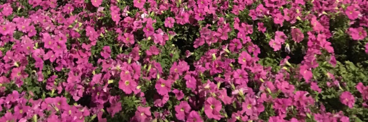 ha__88m's profile banner image