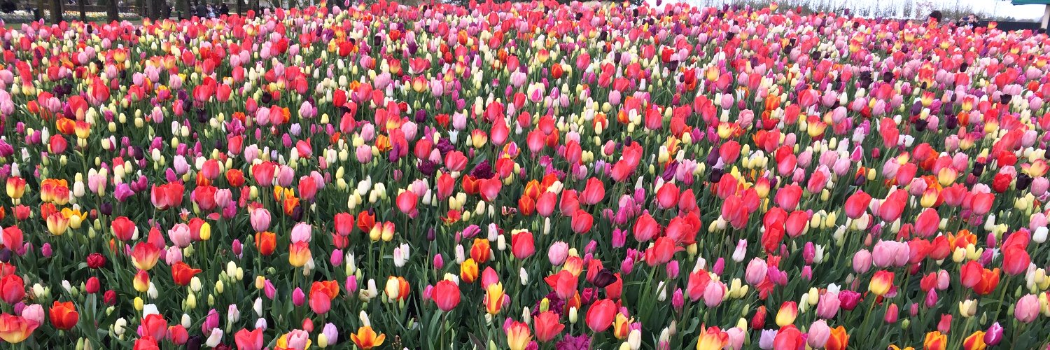 nancy_bax's profile banner image