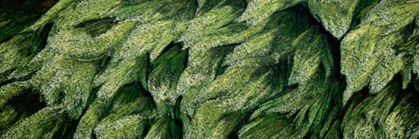 criscots Profile Banner