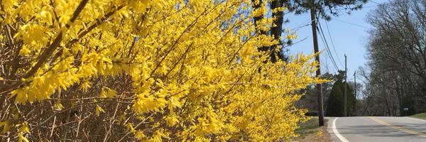 davissturg Profile Banner