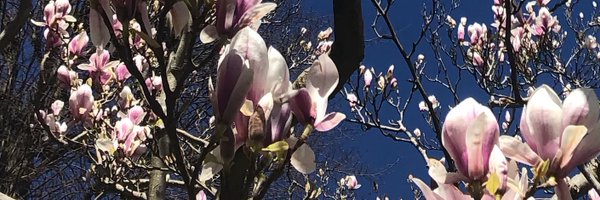 lynnanneperry Profile Banner