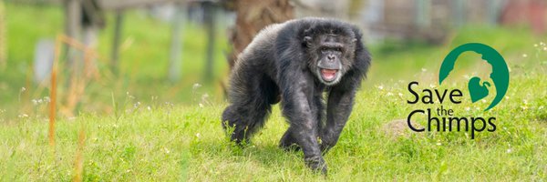 SaveTheChimps Profile Banner