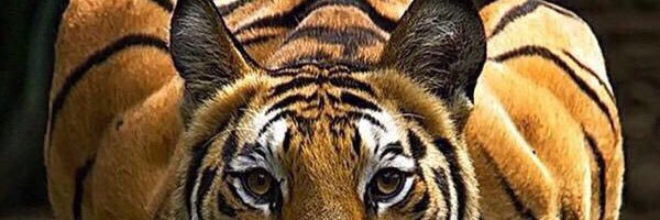 محمد العصيمي banner