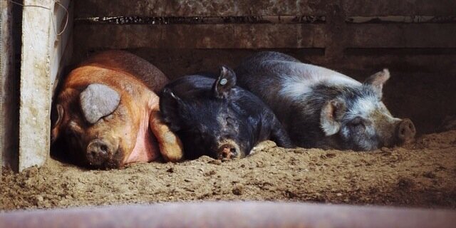 StockShowMemes's profile banner image