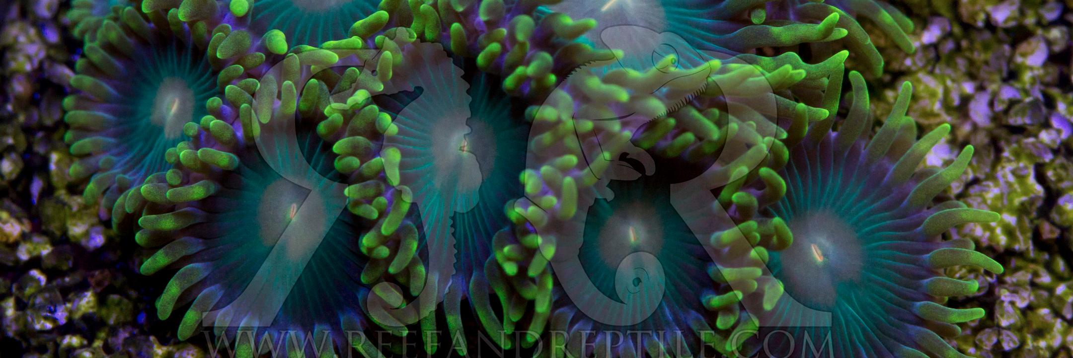 Reef_Reptile_Co's profile banner image