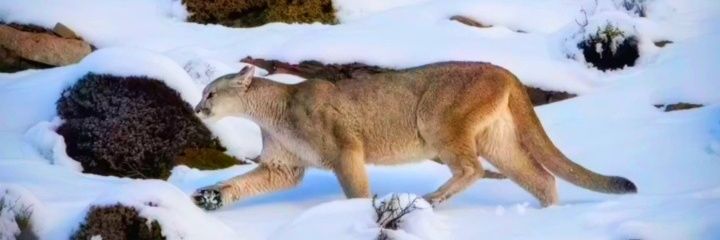 MAGALLANICO_68's profile banner image