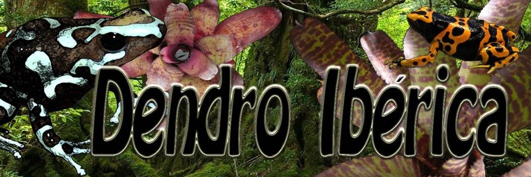 dendroiberica's profile banner image