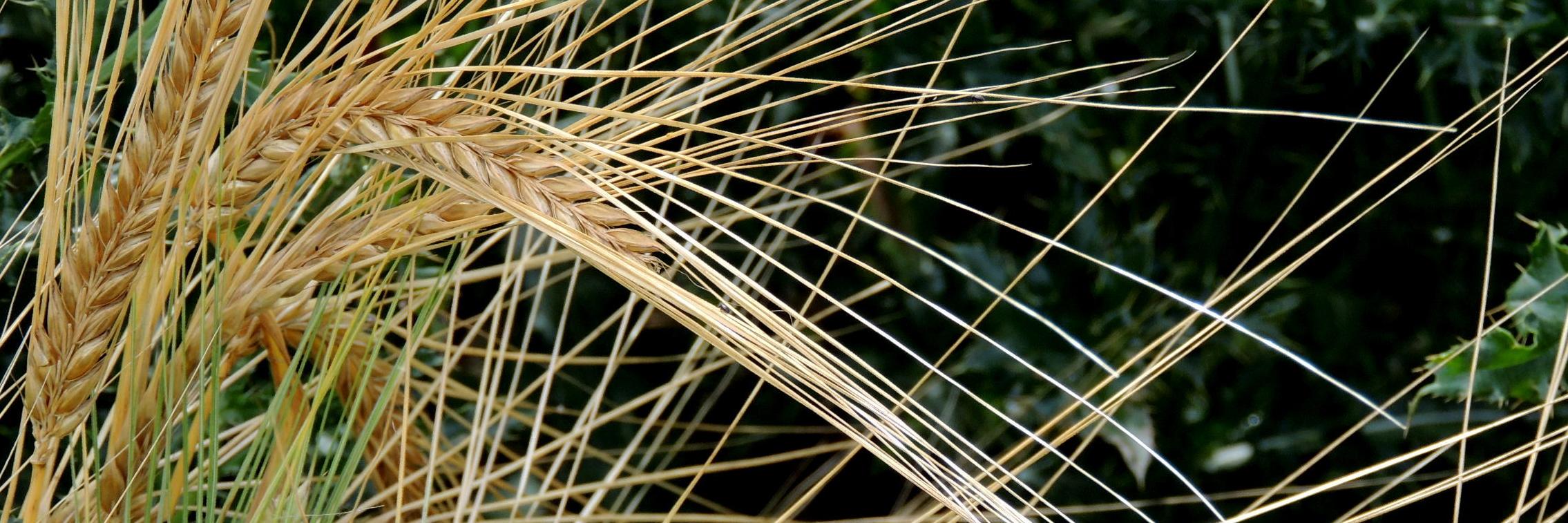 Sue Carverhill banner