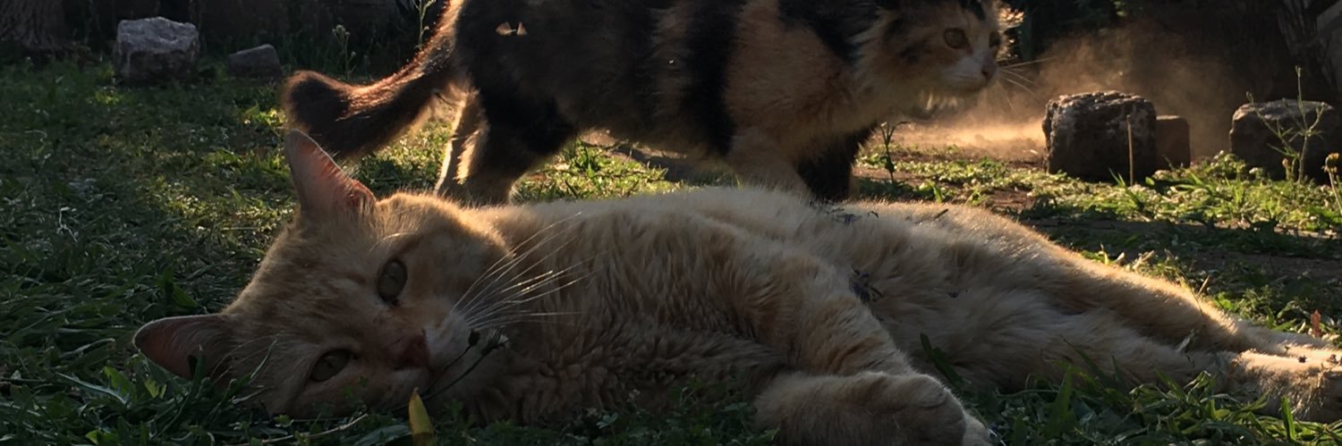 bianintelisano's profile banner image