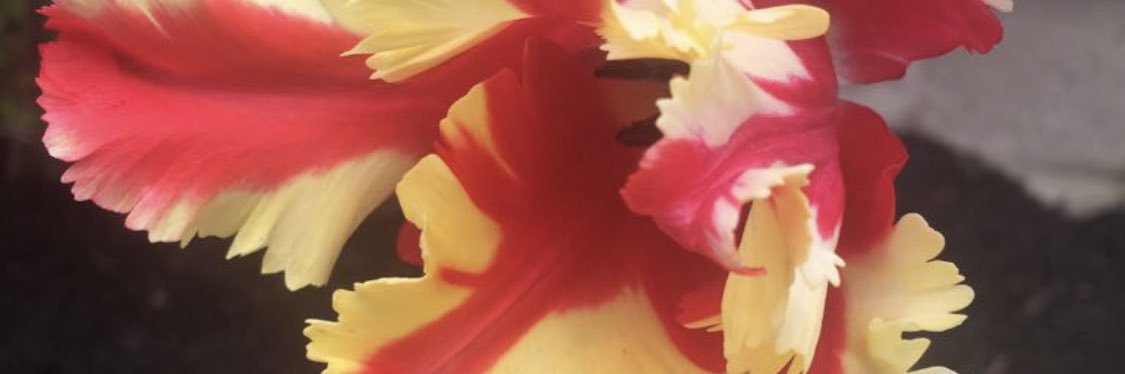 letyletita's profile banner image