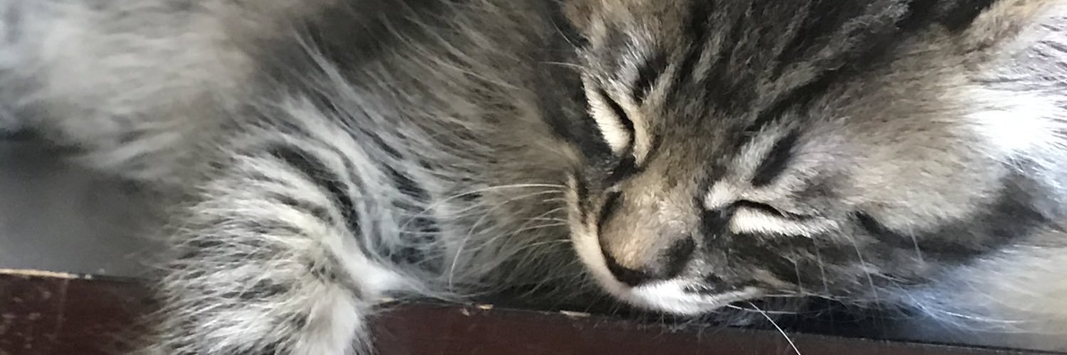 dodisamm's profile banner image