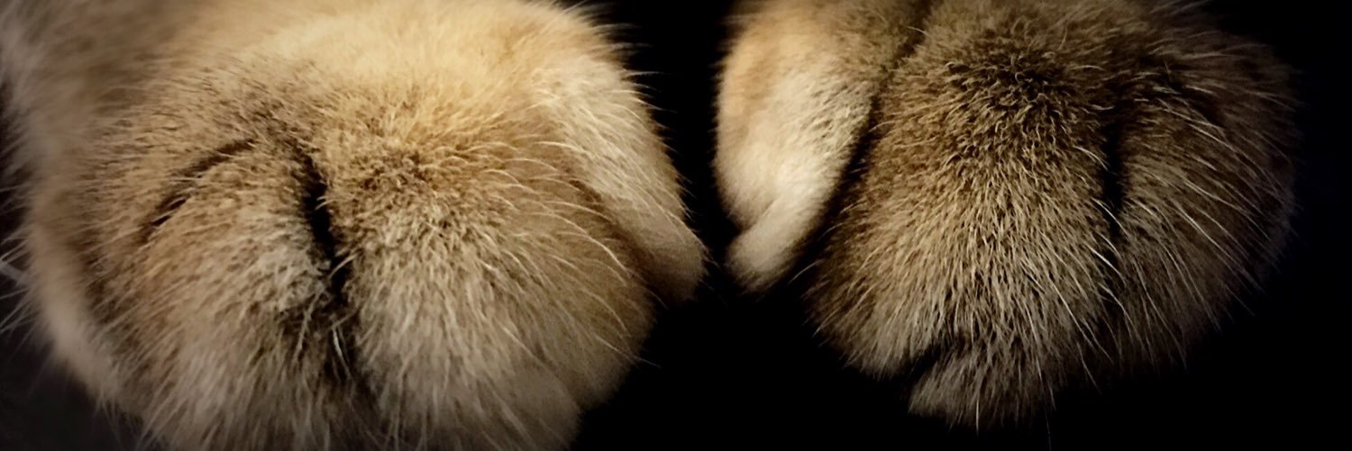 janyeo's profile banner image