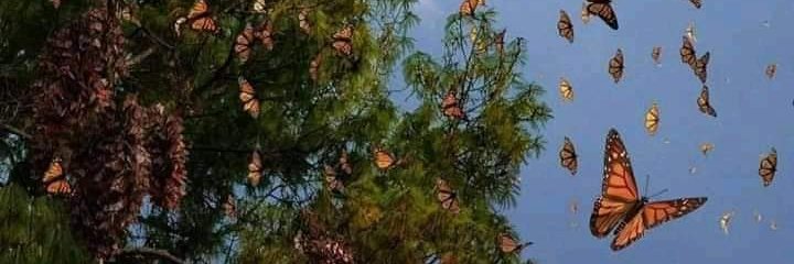 Sanchez Anabel Rocío banner