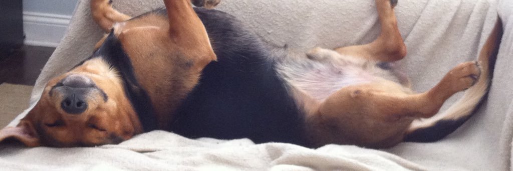 dexterbeagle3's profile banner image
