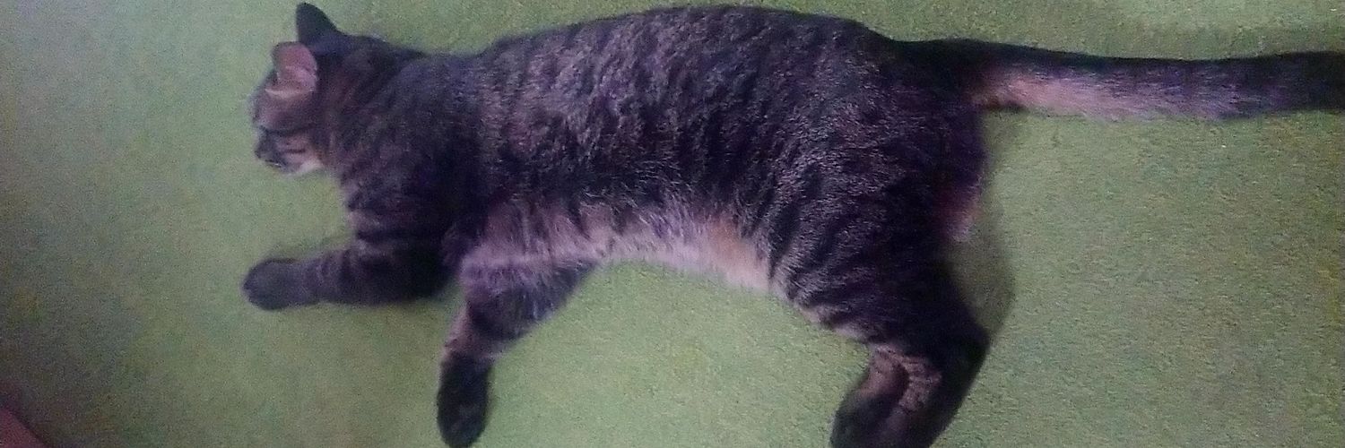 めー(にゃお)🐈's banner