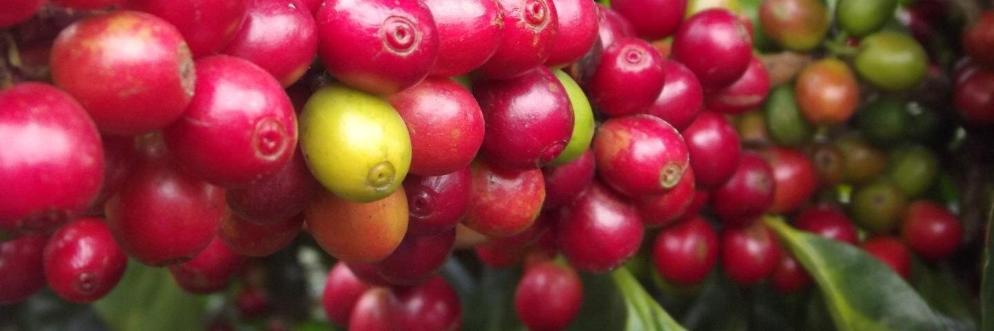 PaleoCoffee's profile banner image