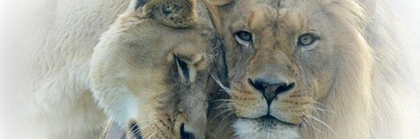 kara_hatem's profile banner image
