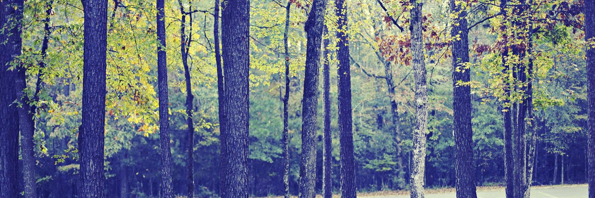 nlfhtx's profile banner image