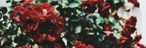 isa_palm's profile banner image