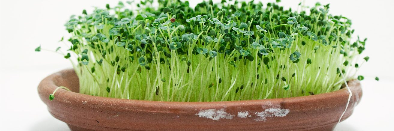 Mumm'sSproutingSeeds banner