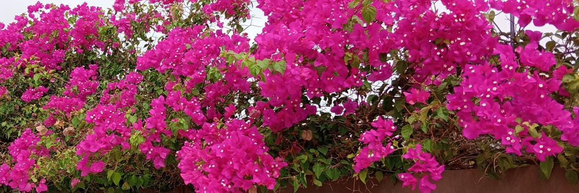 samuelmier's profile banner image