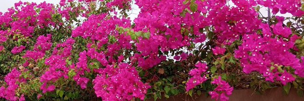 samuelmier Profile Banner