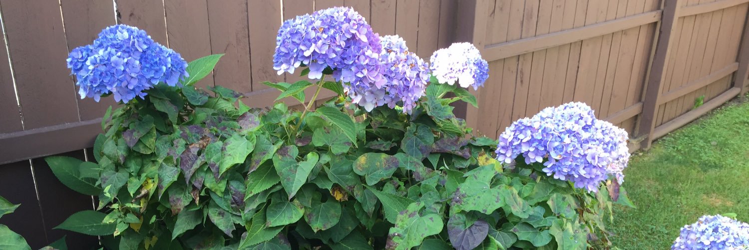 MissyP1981's profile banner image