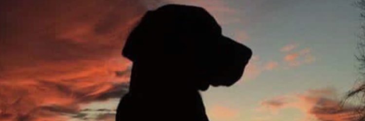 mkcookz15's profile banner image